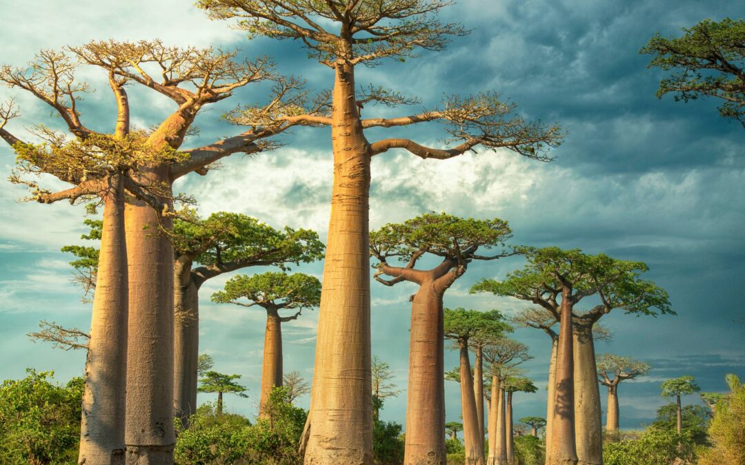 La raíz condensada para todas las situaciones