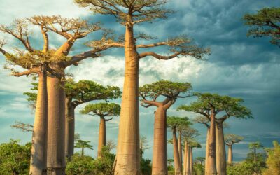 La raíz condensada para todas las situaciones